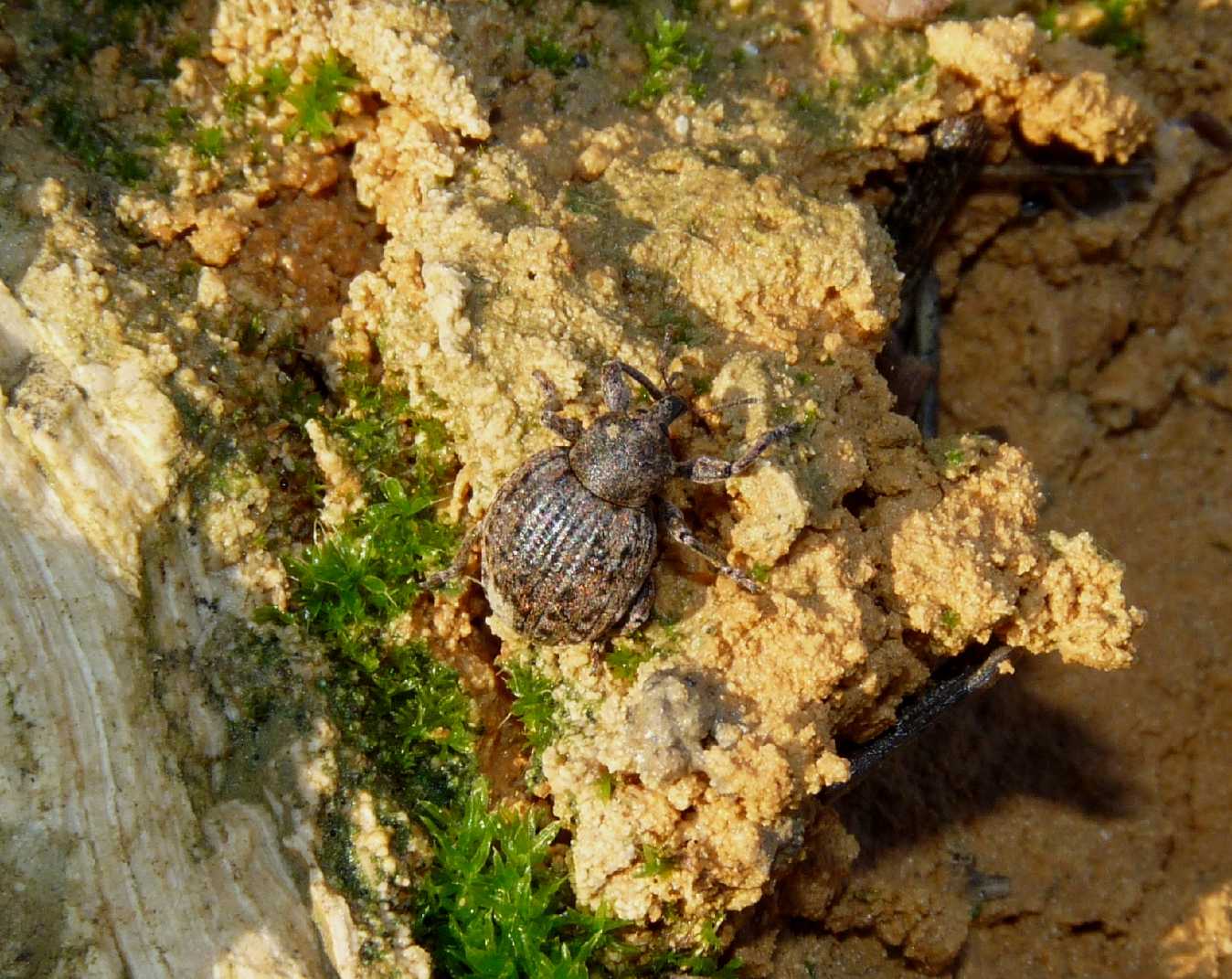 Curculionide sotto una pietra; Donus sp.?